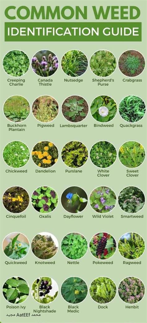 Weed types and identification by photos .